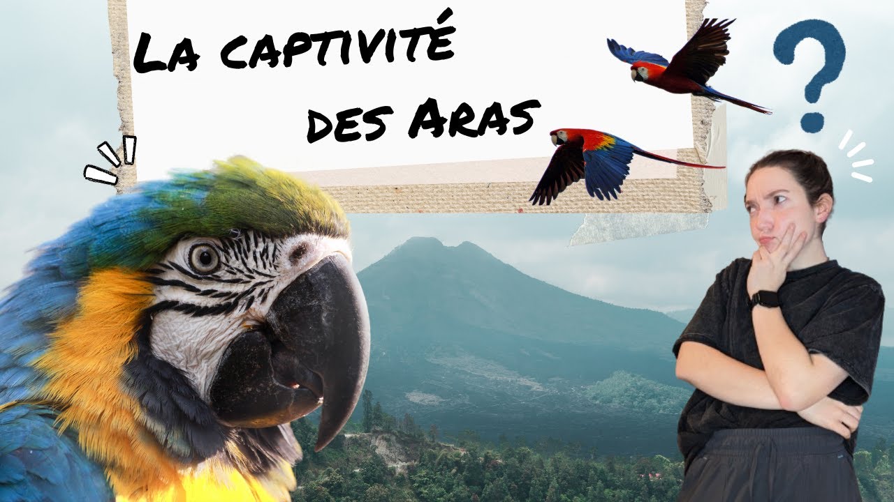 La captivité des aras, bonne ou mauvaise idée ?