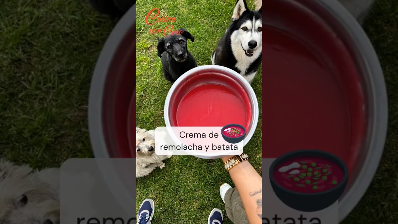 Crema de remolacha y batata para nuestras mascotas