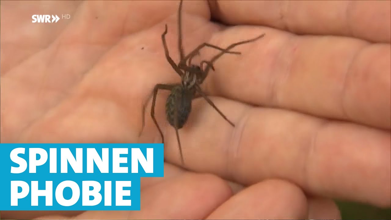 Fluch und Segen: Spinnen im eigenen Haus