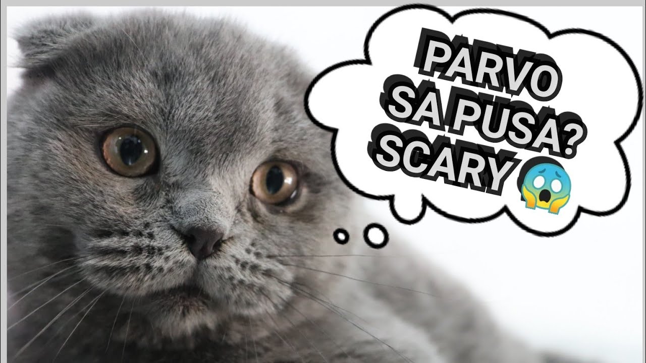 MAY PARVO VIRUS SA PUSA? 😱 Alamin ang katotohanan