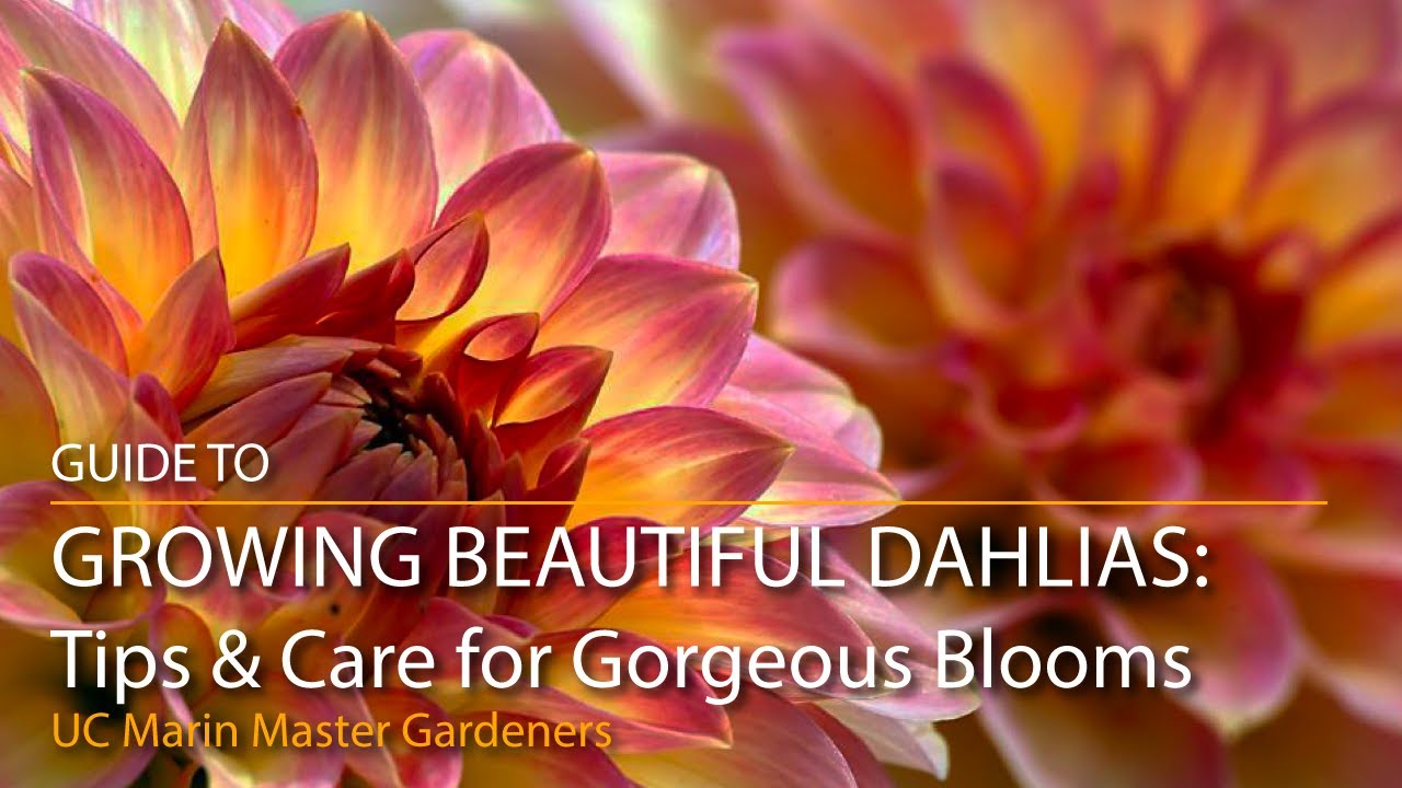 Growing Beautiful Dahlias: Tips & Care for Gorgeous Blooms in the SF Bay Area