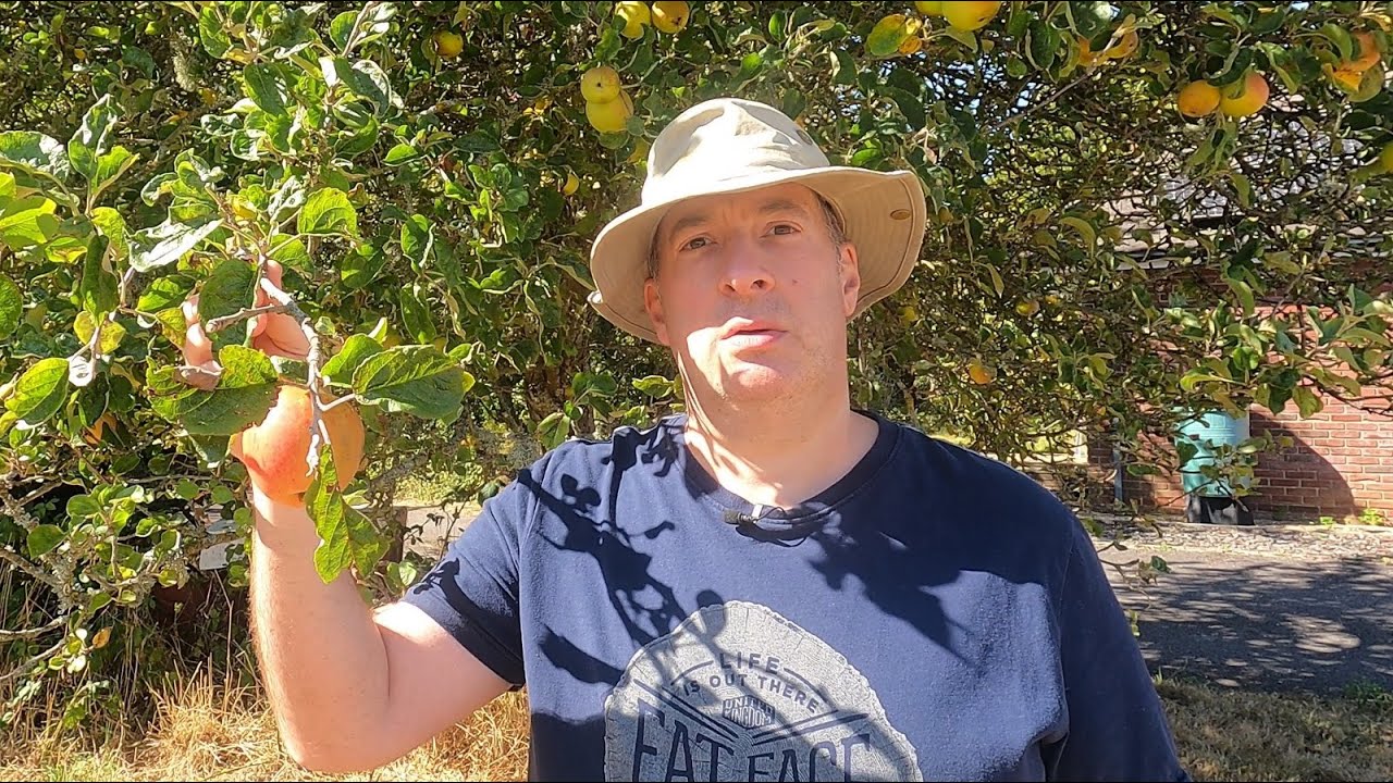 Kaneliomena (cinnamon apple) stepover - first taste and summer pruning