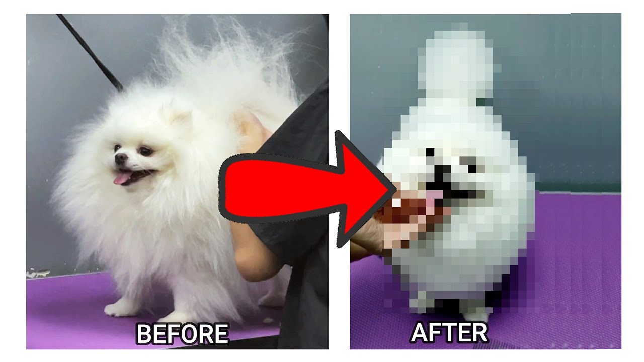 PUPPYS FIRST HAIR CUT | POMERANIAN HAIRCUT
