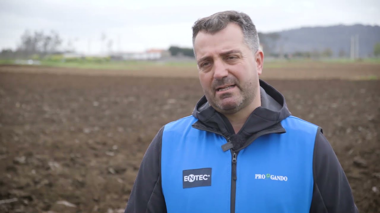 Entec, un fertilizante NPK de alto rendimiento para maíz
