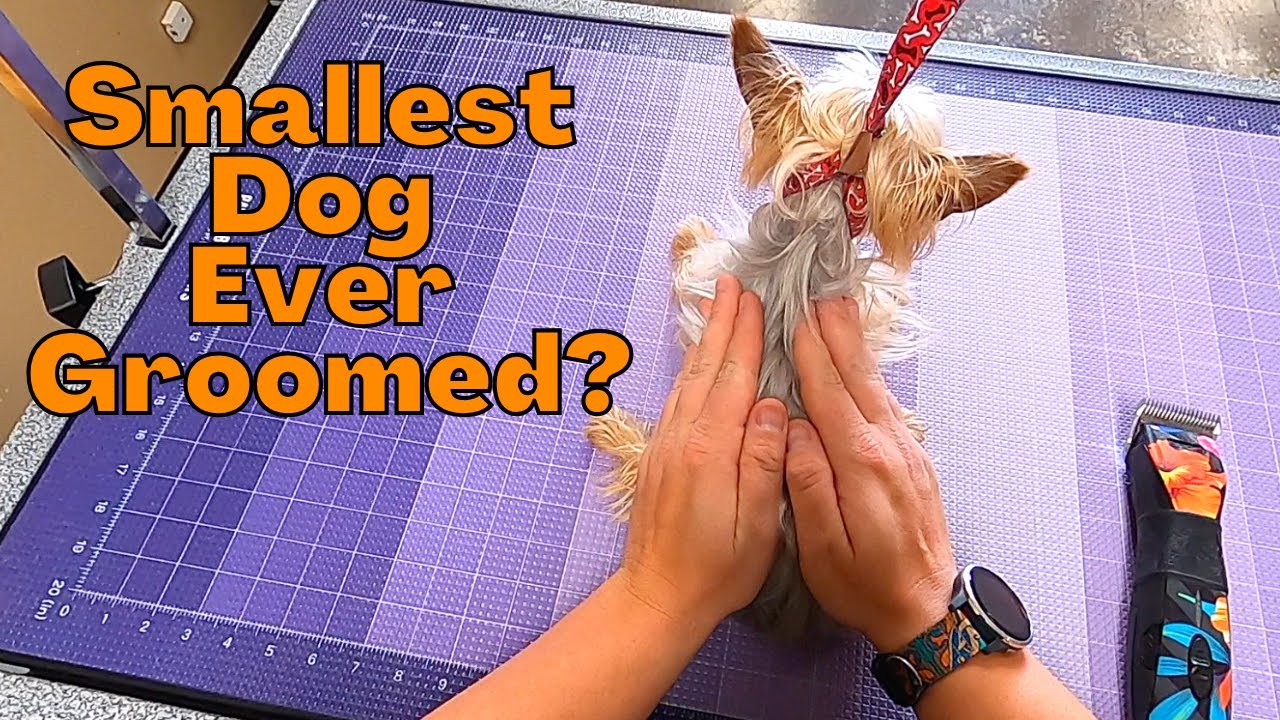 Experience This Dog's Unbelievable Grooming Makeover