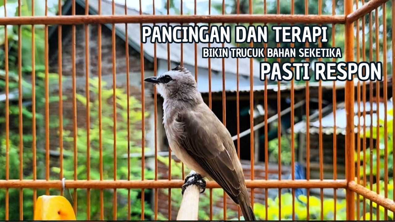 TRUCUKAN GACOR TARUNG ROPEL PANJANG Pancingan trucukan Agar Bunyi Jadikan Burung Trucuk Gacor Nyaut