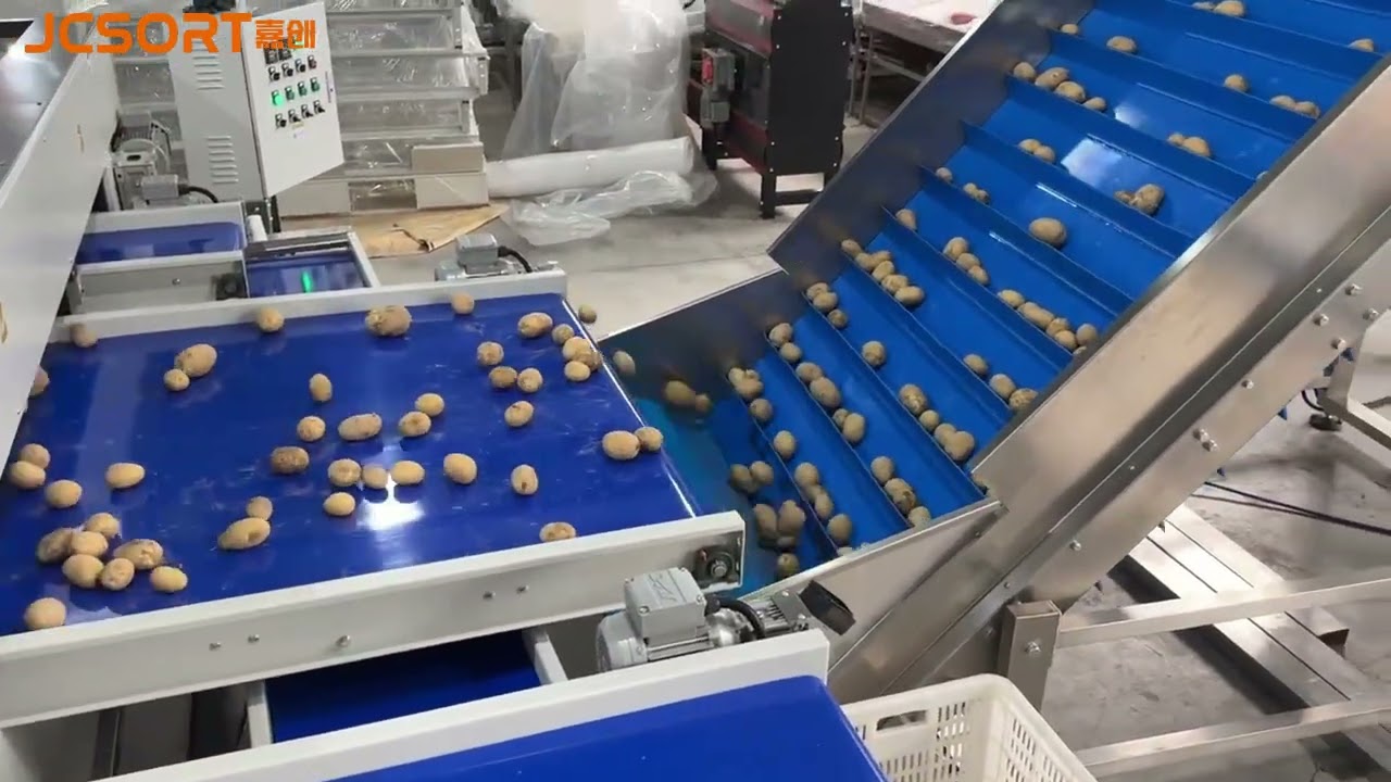 JCSORT Potato Size Sorting & Automatic Crate Packing Line | Intelligent Potato Processing Solution