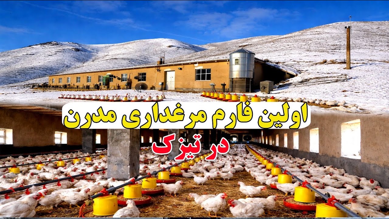 Poultry Farm in Afghanistan |افتتاح اولین فارم معیاری در تیزک | ساختمان فارم | (قسمت ۱)