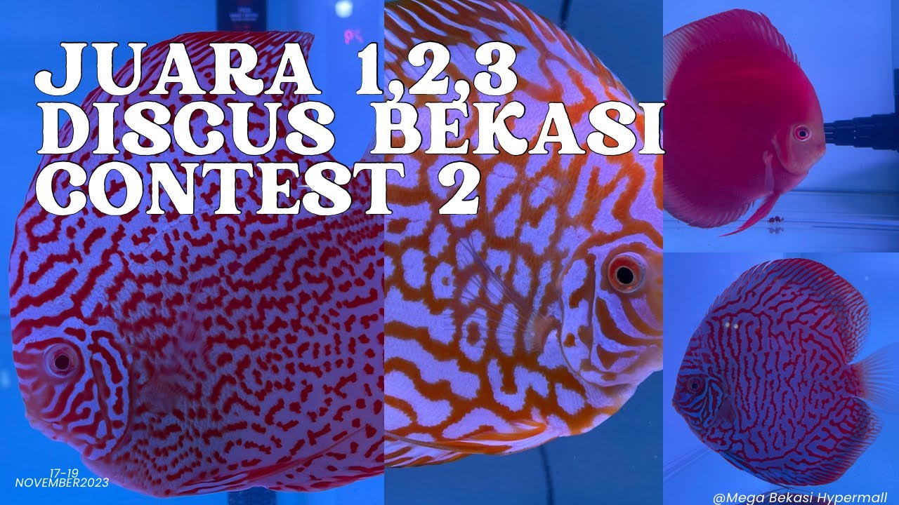 Juara 1, 2 & 3 Discus Bekasi Contest 2