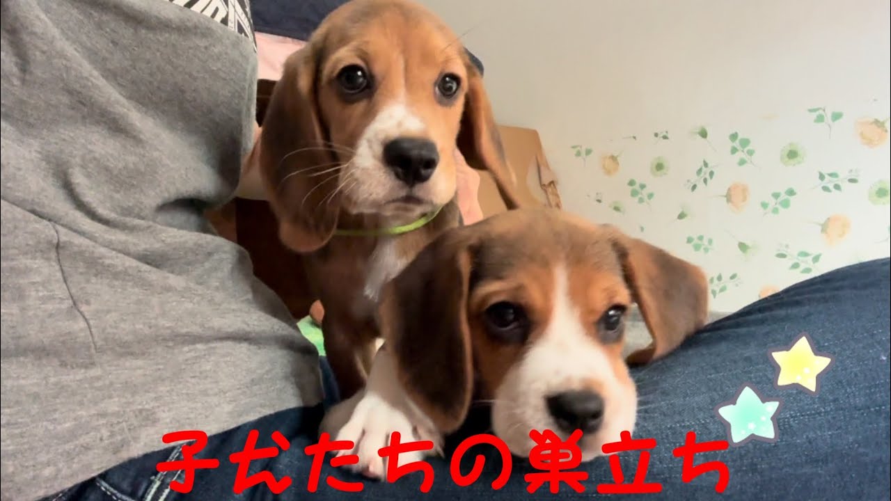 [ビーグル]2人暮らしになったパピーたち(巣立ち)(ルビー)