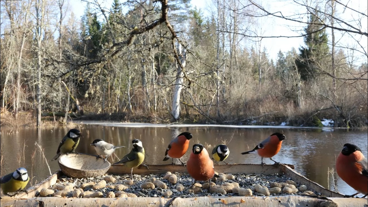 🔴 Forest Bird Feeder | Relaxing Nature Sounds from the Forest [ 2026/3/14 ]