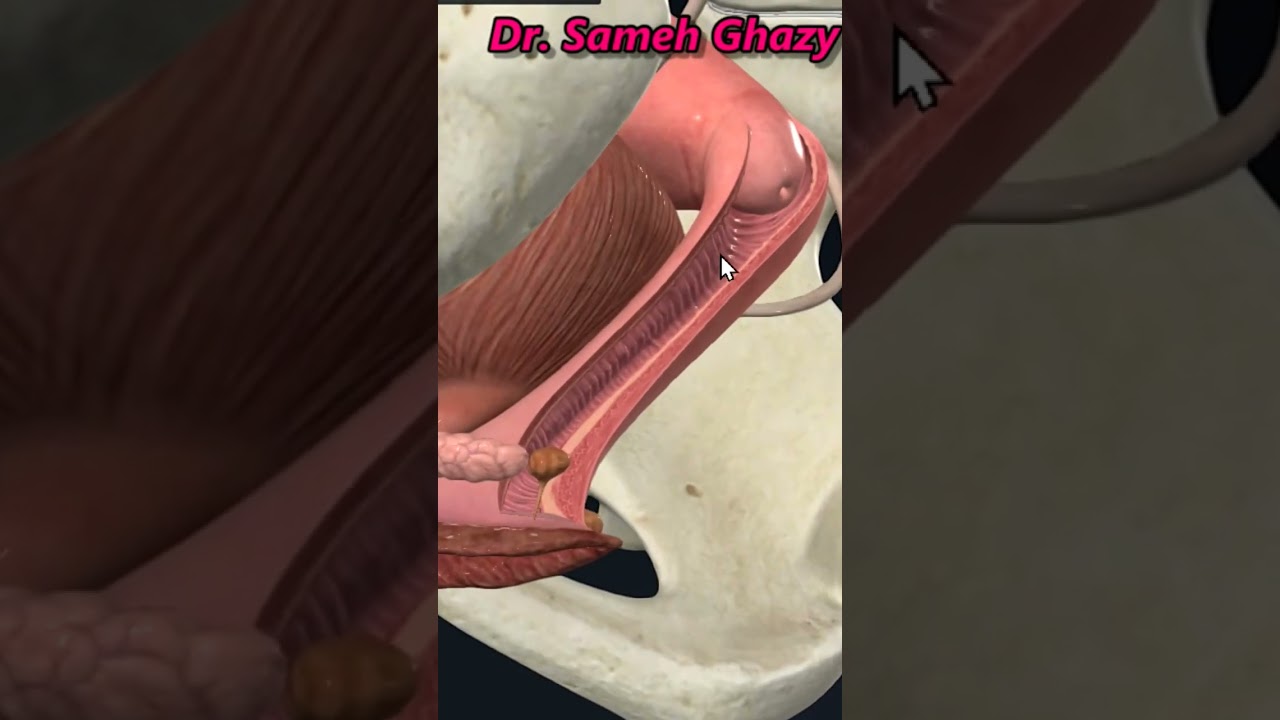 المهبل