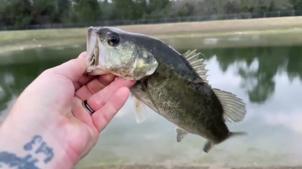 Only Had a Few Minutes..... and the Bass went CRAZY