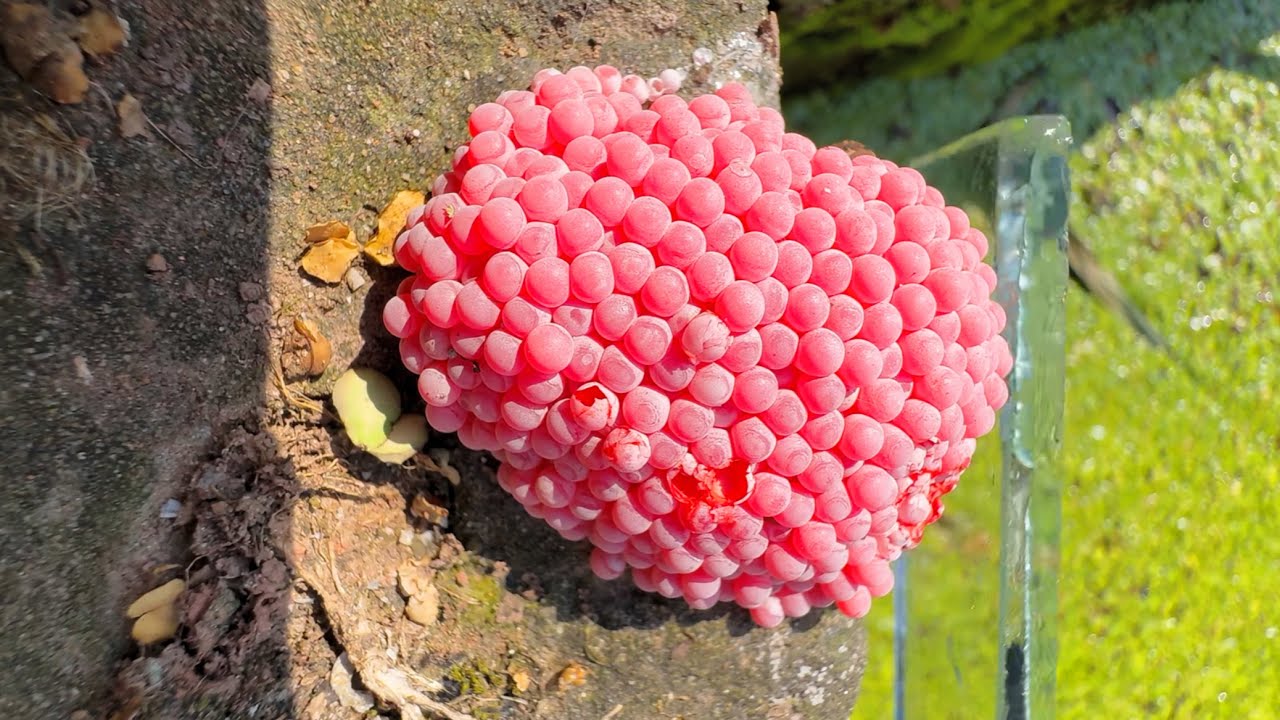 ASMR Apple Snails Eggs Crushing Beautiful sound #asmr #satisfying #snaileggs Part5
