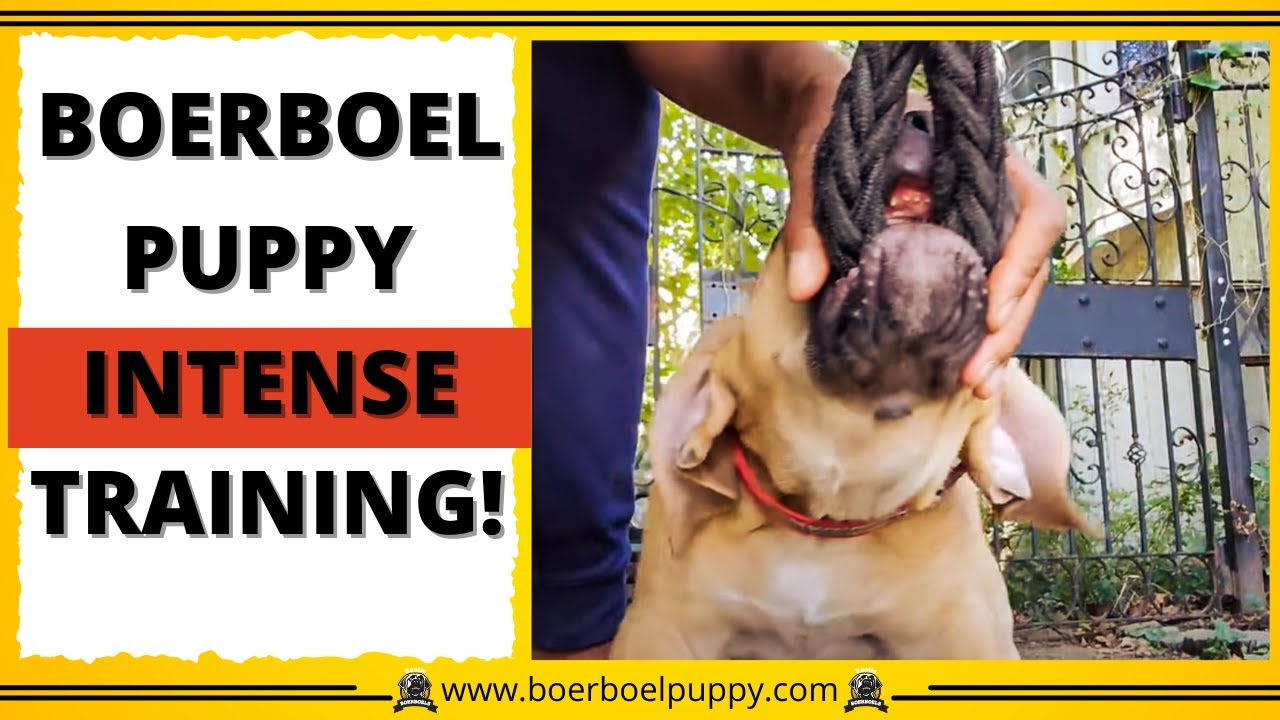11 Week Old Boerboel Puppy Training