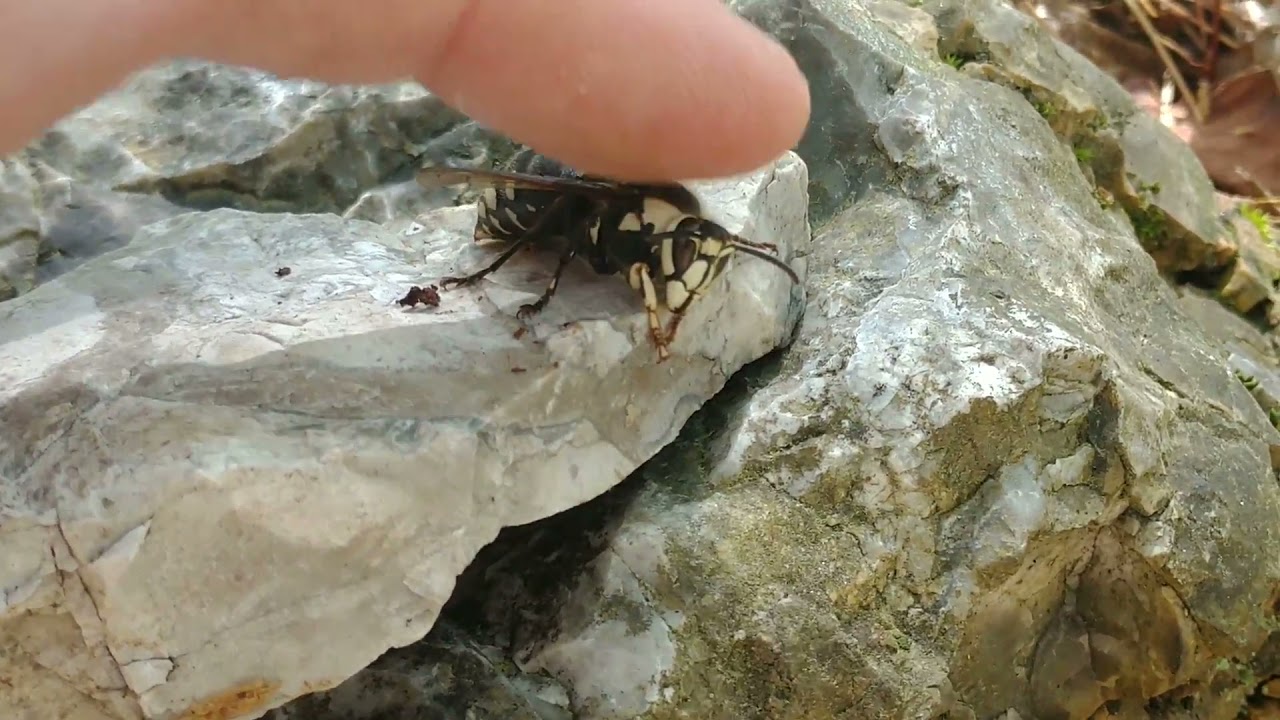 Petting a Hornet?!?!?