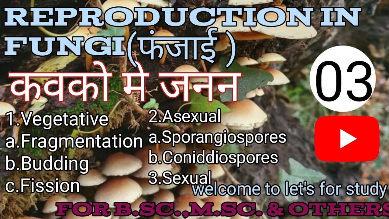 कवको मे जनन को समझिए आसान भाषा मे🍧🥳,part-04//Reproduction in fungi////welcome to let's for study 🙋