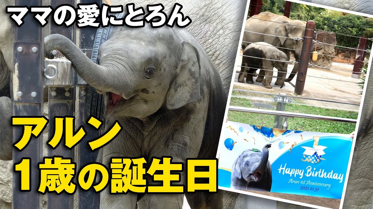 アルン1歳の誕生日　特別に母ウタイが優しい♡（上野動物園 2021/10/31午前の部）