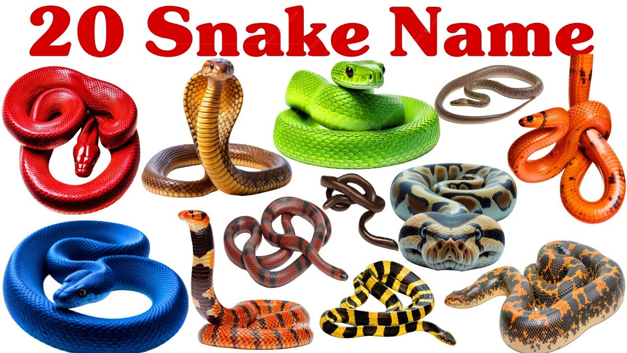 20 साँपों के अलग-अलग नाम बच्चों के लिए | Learn 20 Snake Names Easily for Preschool and Kids