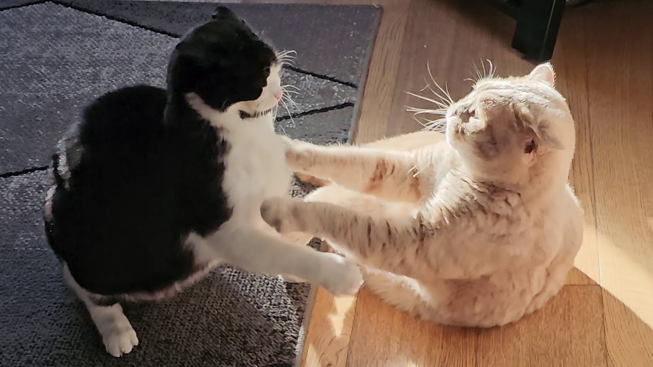 Senior Cat Disciplines Young Cat