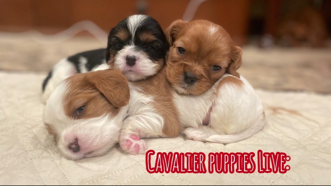 Cavalier Puppies Live: 4 weeks old!