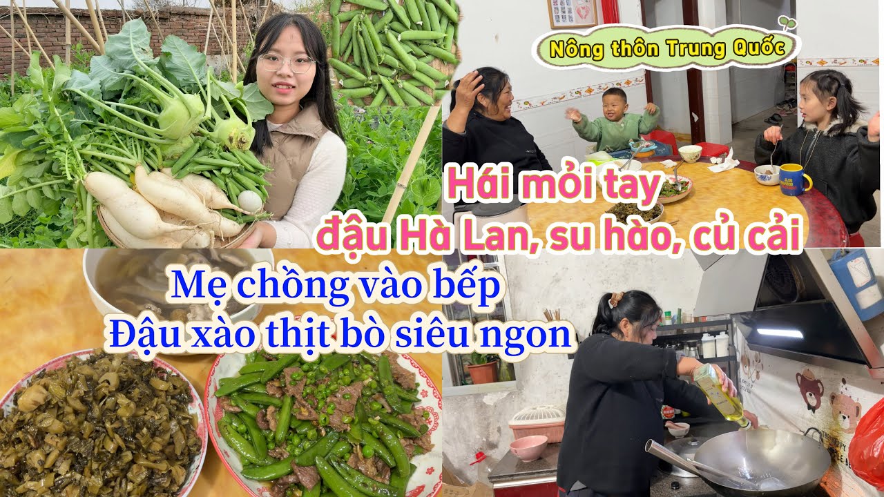 358 🥖 Hái mỏi tay đậu Hà Lan, su hào, củ cải. Mẹ chồng Trung vào bếp xào đậu thịt bò siêu ngon!
