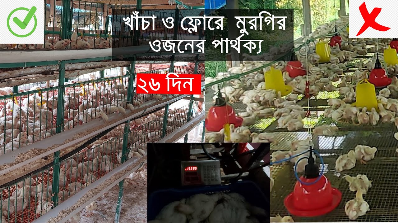খাঁচা ও ফ্লোরে  ব্রয়লার মুরগির ওজনের পার্থক্য || Nusaiba poultry farm
