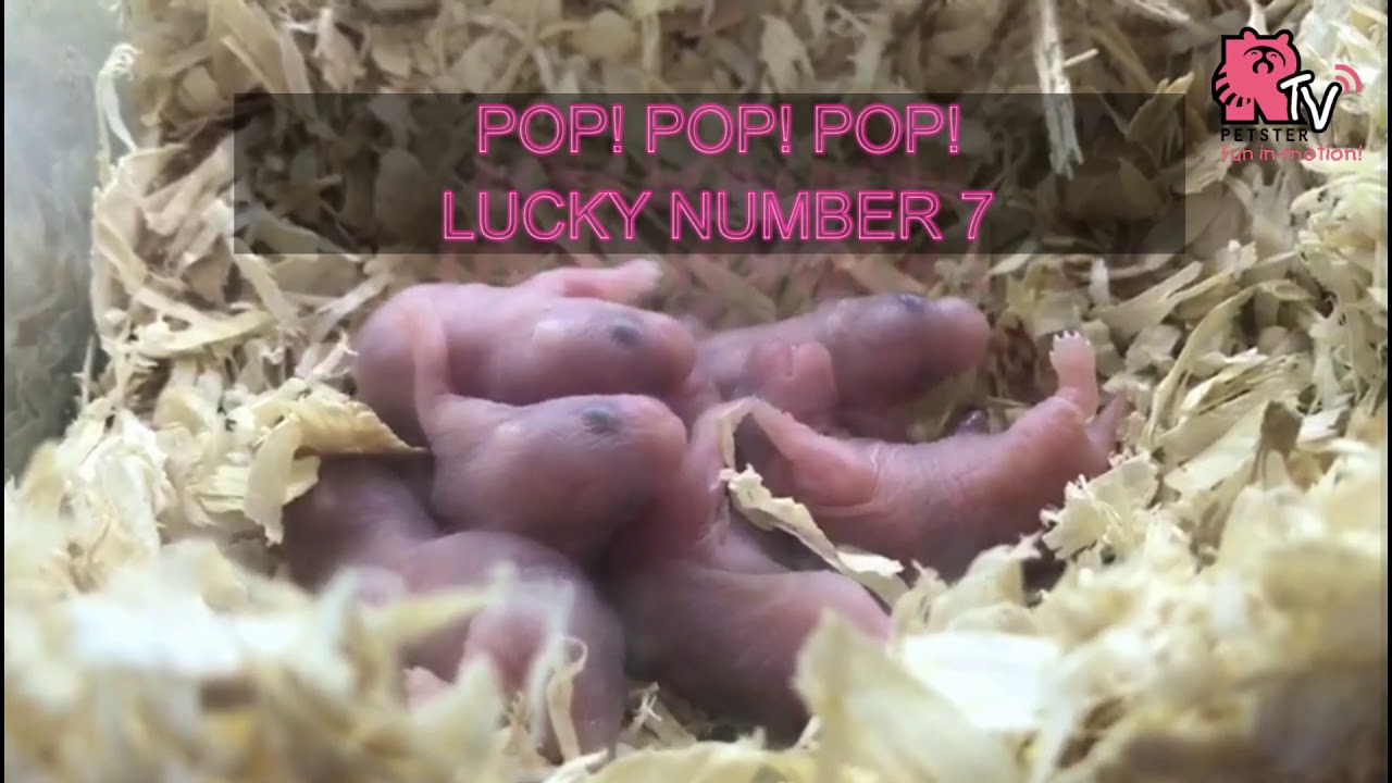 Our hamster gave birth !