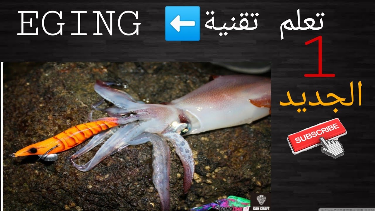 موسم الكلمار calamar !🦑🦑 التقنية والمونطاج و الادوات لصيد الكلمار مع الحصيلة  .الجزء 1