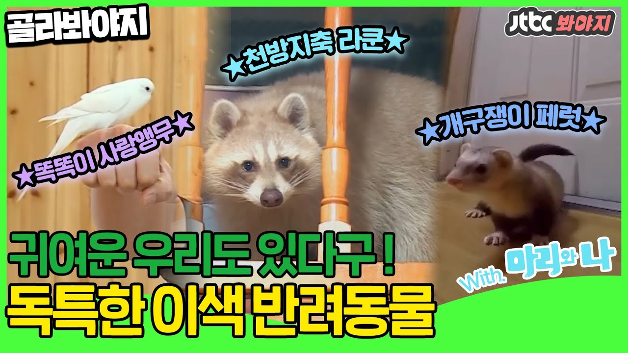 [골라봐야지] ★특이동물 특집 1편★ 장난꾸러기 라쿤에 페럿, 앵무새요 ?! 독특한 귀요미들을 소개합니다 !ㅣ마리와 나