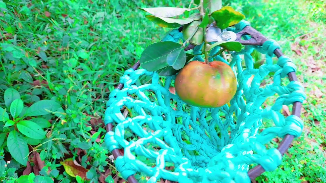 HERRAMIENTA 🔧 para bajar frutas🍊🥑🍋🍈