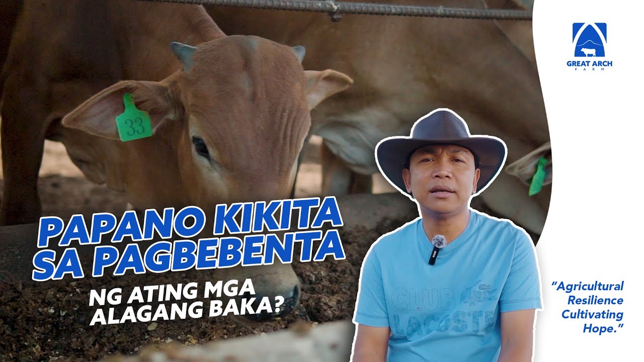 CATTLE BUSINESS~KEY FACTORS FOR MARKETING AND SALES