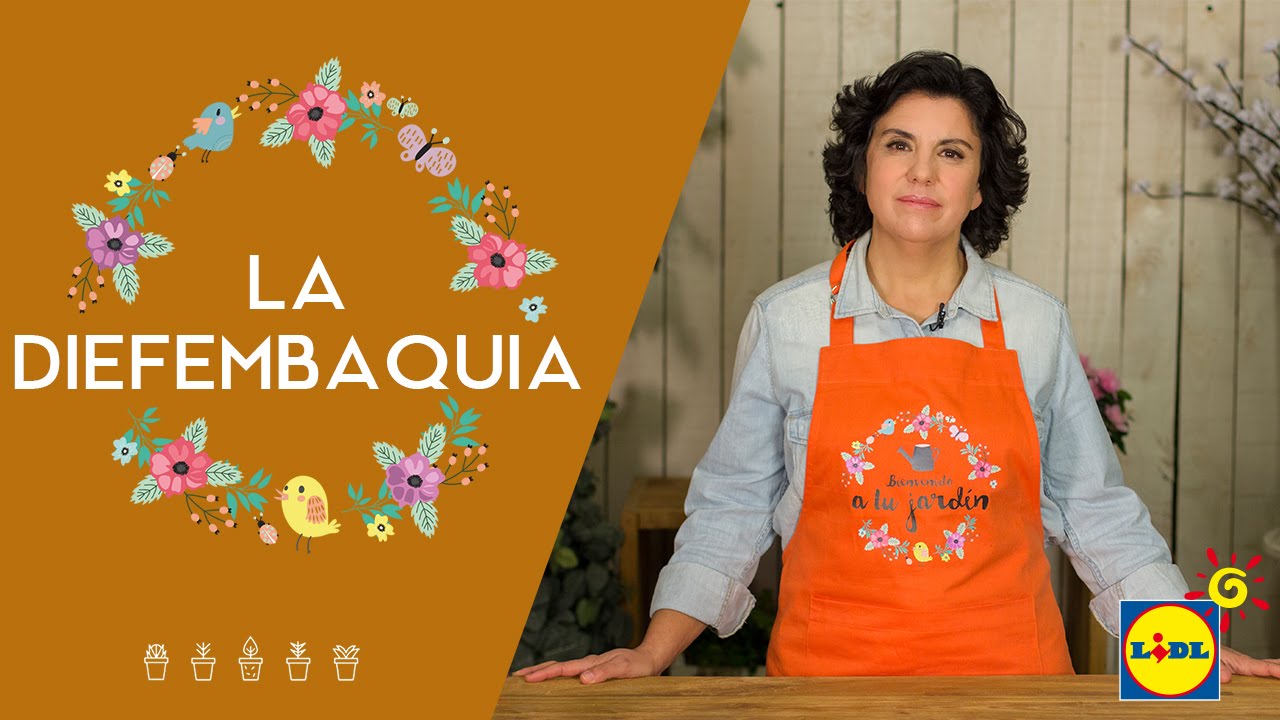 La Diefembaquia 🌿🌱| El Jardín De Lidl | Lidl España