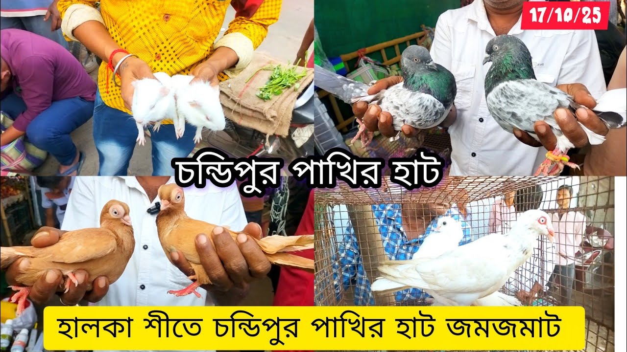 চন্ডিপুর পাখির হাট।। হালকা শীতে পাখির হাট জমজমাট chandipur pigeon market price update 