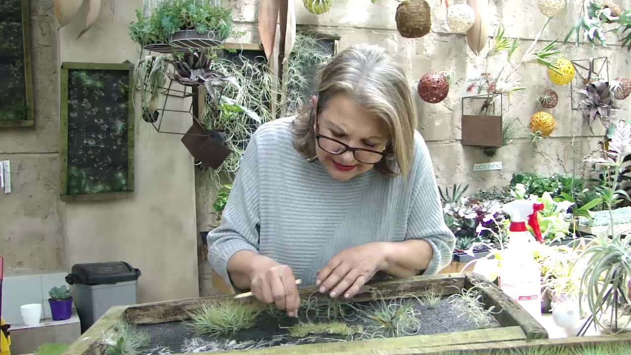 TODO SOBRE LAS TILLANDSIAS - CALYX PLANTAS EXÓTICAS