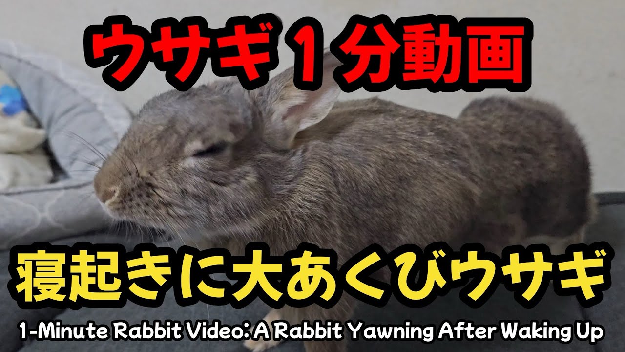 ウサギ1分動画：寝起きに大あくびウサギ【1108】365日うさぎ