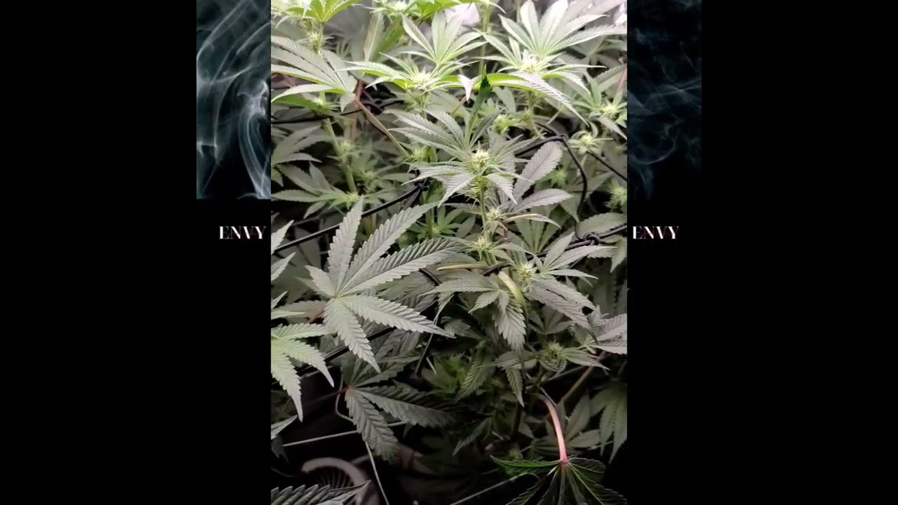 Oklahoma homegrown #Envy Genetics #Ac Infinity 2x4