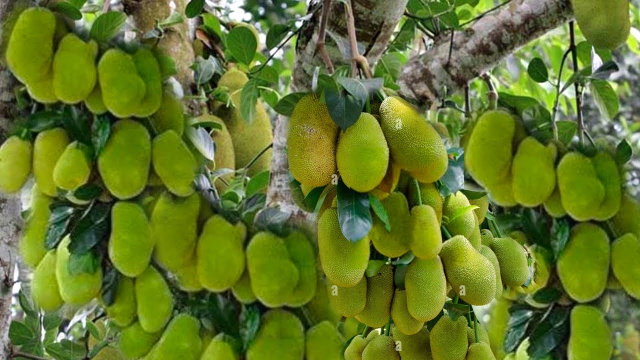 kathal ki kheti | कटहल की खेती | A to Z | jackfruit farming | kathal ki kheti kaise karen 2024/25