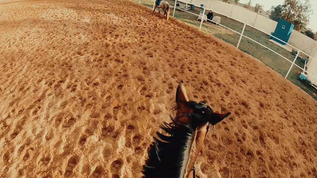 تدريب الفارس فؤاد المجبري - مدرسة فيض للفروسية (Horse riding school)