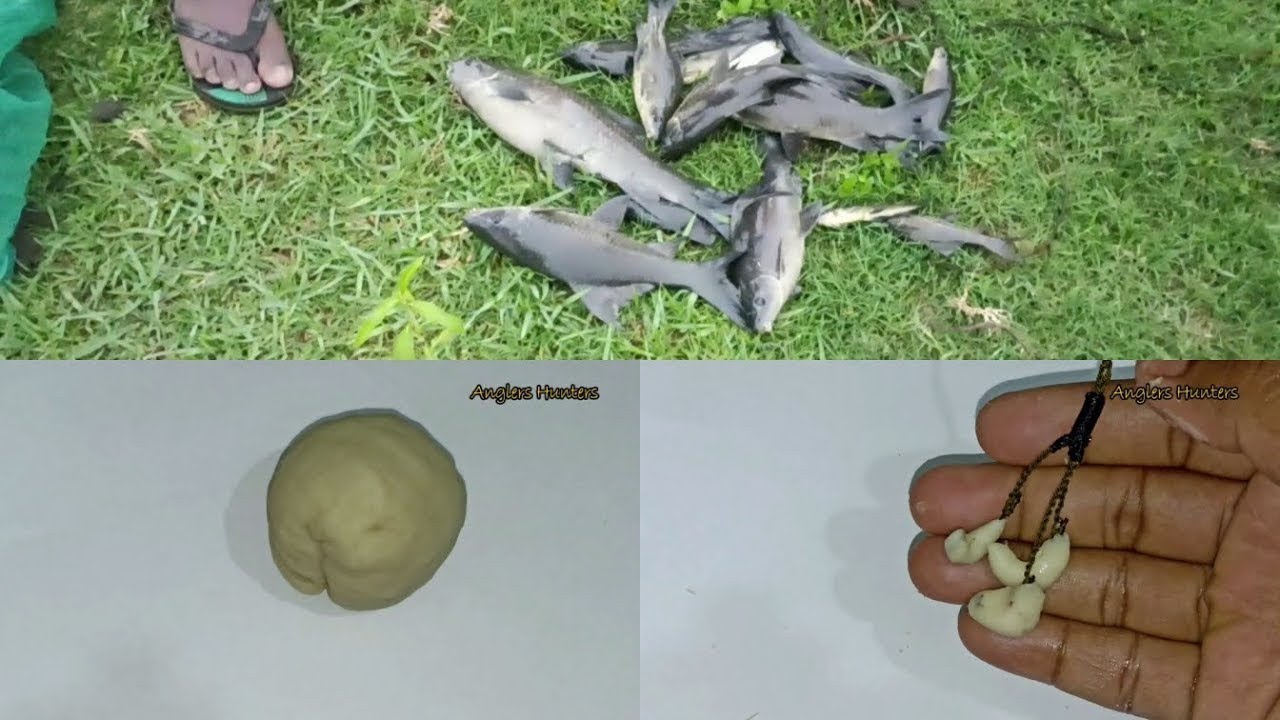 Rohu And Black Rohu (Kalbasu) Fish Bait//रोहू (रेहू) और ब्लैक रोहू (कालबुश) मछली पकड़ने का चारा.