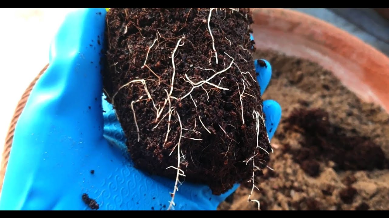 Organic gardening with Vermicompost, Bone Meal, Blood Meal, Fish Meal & Neem Cake (Urdu/Hindi)