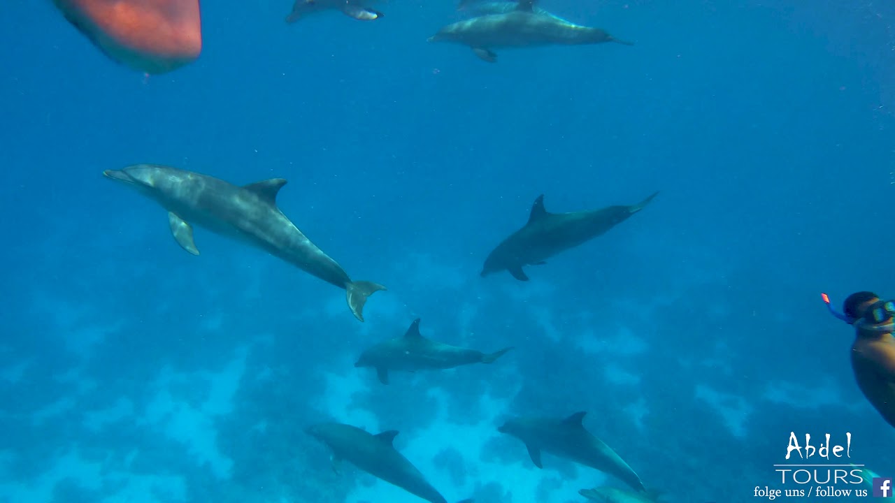 Abdel Tours - Delphin + Schnorcheln  - &Auml;gypten Rotes Meer Hurghada