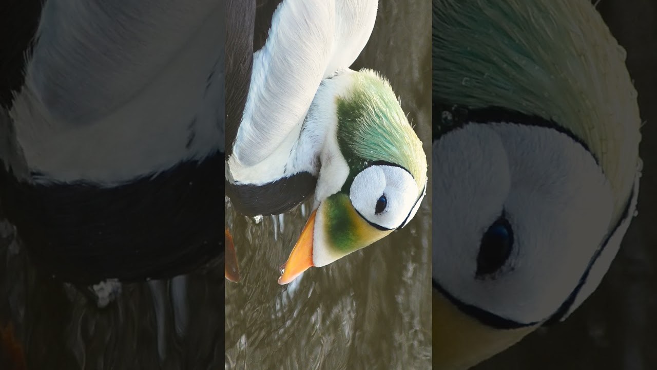 🦅⁷•¹ Spectacled Eider (Somateria fischeri) in Swans, Geese, Ducks Family (Anatidae)