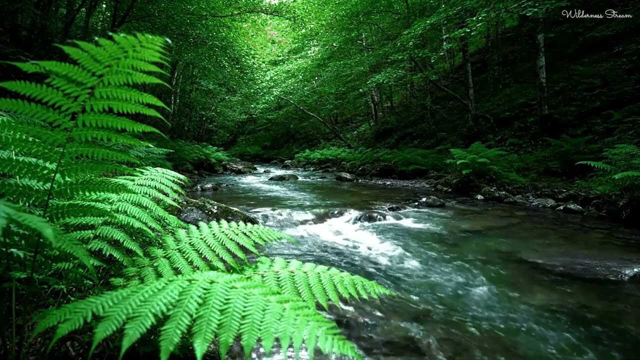 Forest Flow with Birds & Water Sounds 🌿 Deep Sleep, Stress Relief & Study Focus
