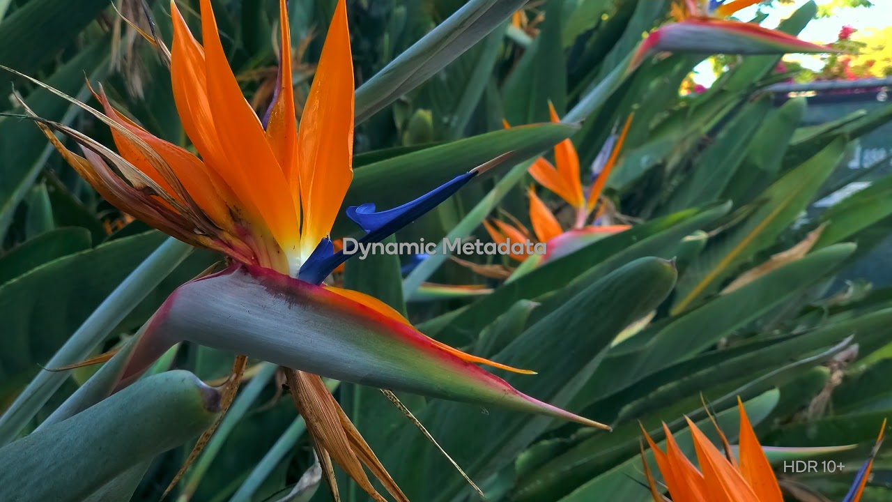 Professional Quality 4K HDR10+ Video on Mobile Phones with Qualcomm Snapdragon
