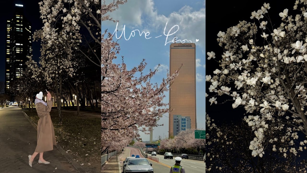 서울 꽃구경 모음 zip 🌸 | 벚꽃 명소 | 여의도 한강공원 | 실란트로커피 | 서울숲 밤산책 | 목련 맛집  | 봄이 내려앉은 날들