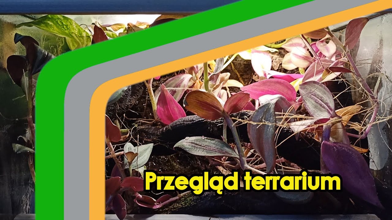 Przegląd Terrarium
