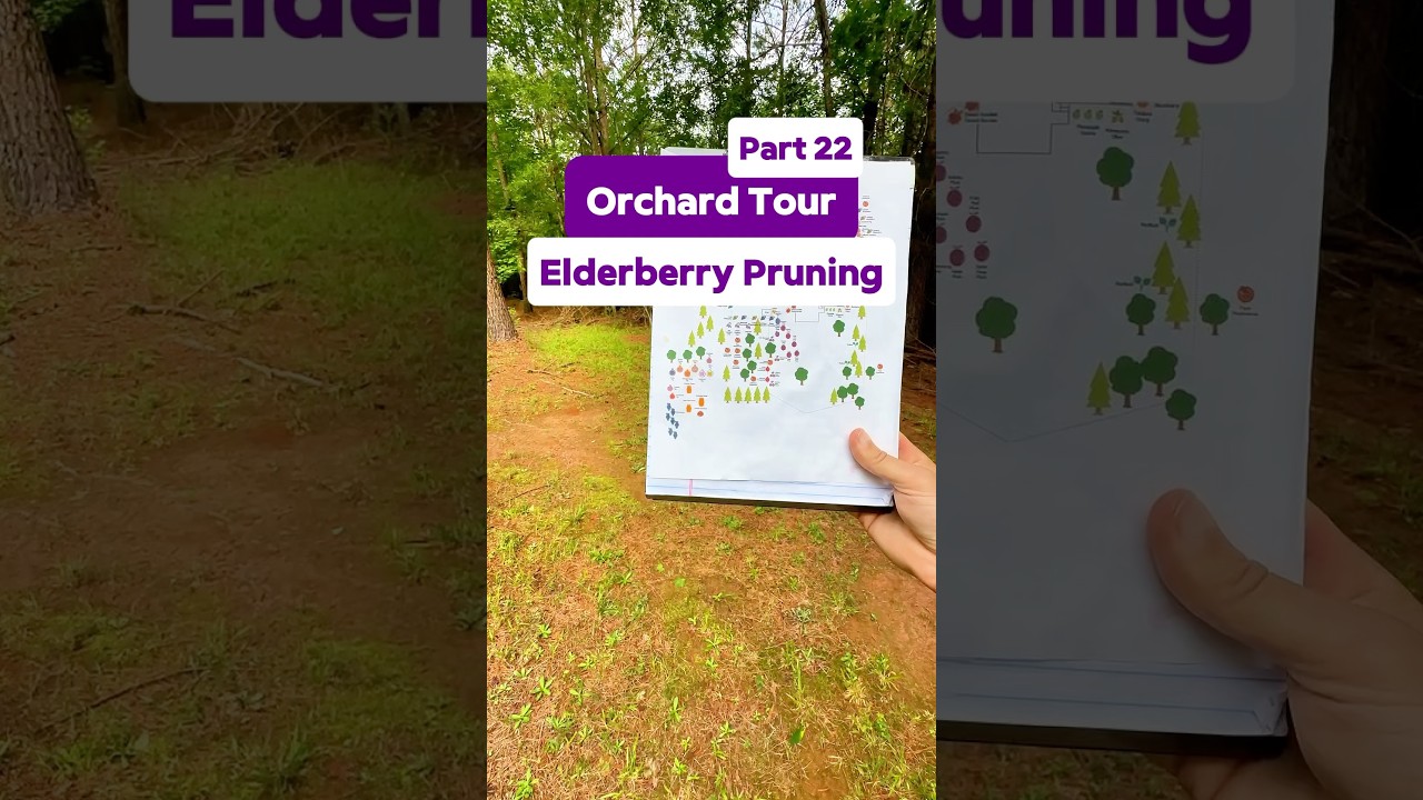 Elderberry Prunhg - Orchard Tour pt 22 #shorts #fruittrees #elderberry #orchard #gardening #grow