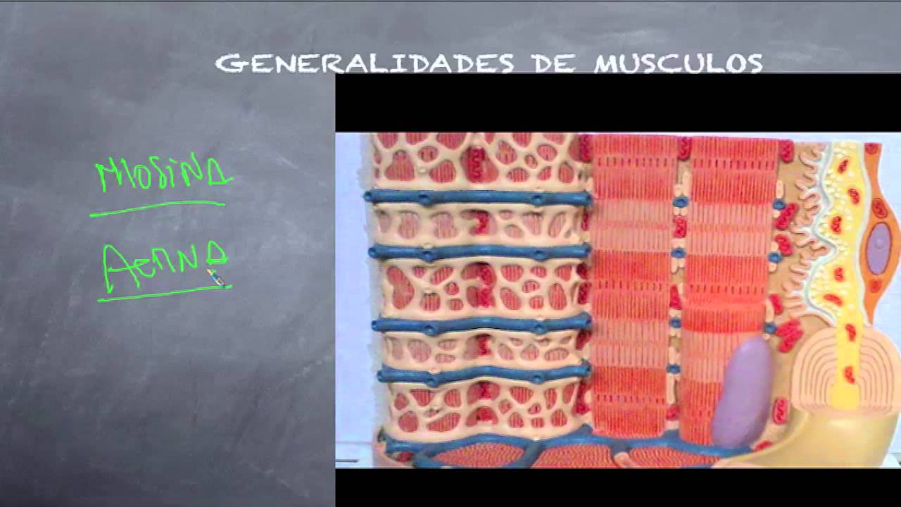 Generalidades de los músculos I  Prof. Alvaro Puelles
