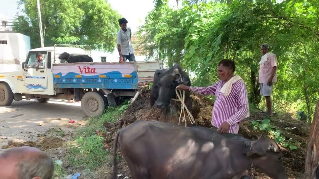 Real Village Fun – 